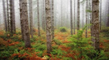 Douglas fir trees in the fog.