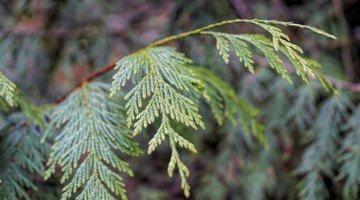 Branch of a cedar tree.