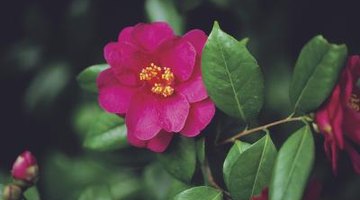 Camellia hedges provide additional interest with their large flowers.