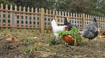 Chickens in garden