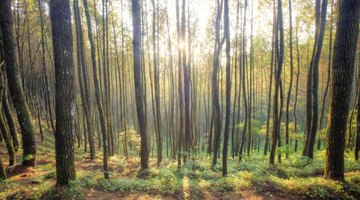 Pine trees in forest.