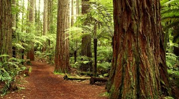 The Redwood forest in California.