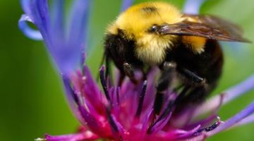 Bumblebees are beneficial -- when they nest in the right place.