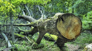 White oak tree that has been chopped down.