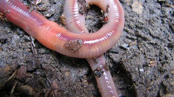 Vermicomposting Methods