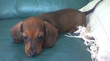 Dachshund puppies come from litters of up to seven pups.