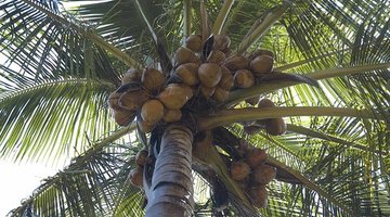 Olej kokosowy wzmacnia mieszki włosowe.