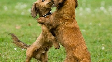 The dachshund is a playful breed.