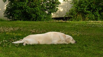 Dog napping in garden