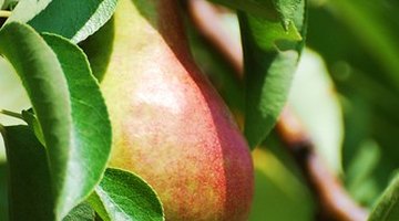 A pear tree can bear fruit four to six years after it is planted from seed.