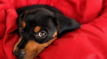 Dachshunds, like most puppies, are weaned after eight weeks.