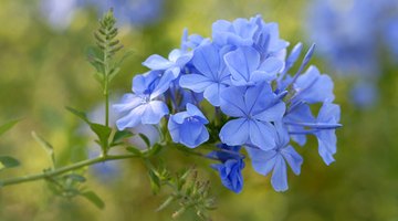 Plumbago grows well in containers or in the garden.