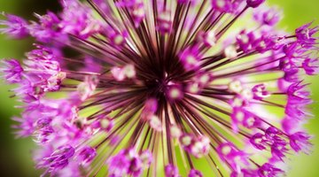 Allium bulbs repel moles.