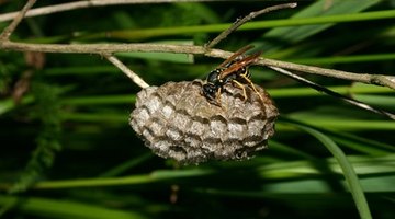 Wasps form horizontal, paper nests.