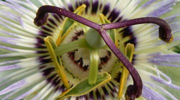 Complex flower components of the passion flower