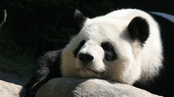 Giant pandas live near the Yangtze River.