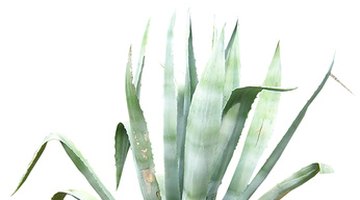 An underwatered aloe plant