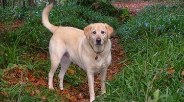 Vision problems may make a Labrador uncertain of the way home.