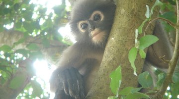 Tropical monkeys developed long tails and arms to move through the jungle canopy safely.