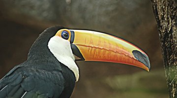 Toucans can lose up to 60% of their body heat through their beak.
