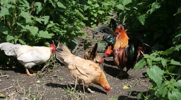Free-range chickens will obtain sufficient grit from the soil.