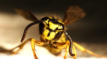 A yellow jacket wasp.