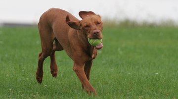 Dog with rubber tennis ball