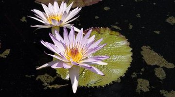 Water lilies are lovely ways to keep pond water clear. 