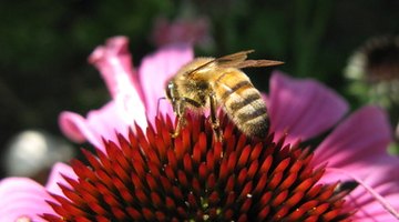 A honey bee has a structural adaptation of a black body with yellow stripes