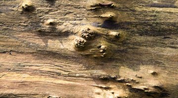Bora-Care may prevent wood rot.