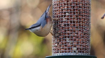 The nuthatch is able to climb up and down tree trunks head first.