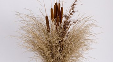 Bulrushes also keep for a long time and are therefore ideal for dried flower arrangements.