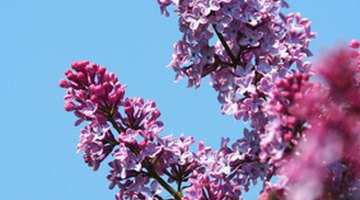 Red bud produces masses of blossoms in the spring, followed by heart-shaped leave in the summer.