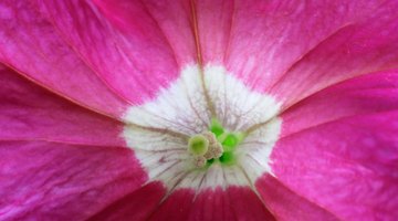 The sexual parts of this petunia are visible on a close-up of the centre of the flower.