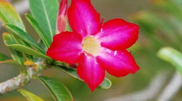 Desert rose plants flower all year and its stems grow from a curved fat root.