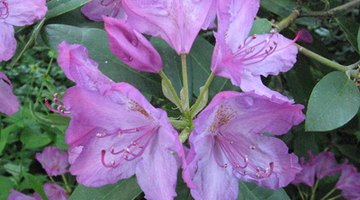Rhododendron flowers can be found in a variety of colours and shades.