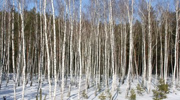 Tall, thin and leafless in the winter, birches look better in groups.
