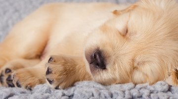 Newborn Golden Retriever puppies need a lot of sleep,
