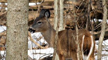 White-tailed deer are large herbivores inhabiting temperate North American woodlands.