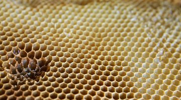 Plaster miodu, w którym pszczoły przechowują pyłek na pokarm dla siebie i dla młodych pszczół, zwanych karczownikami.