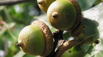 Acorns are a dietary favourite for squirrels and deer.