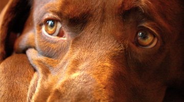 Adult Labradors will be embarrassed if they lose bowel control.