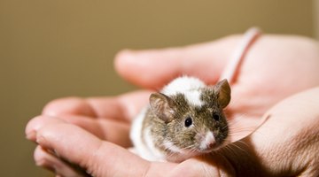 Brown and white pet mouse