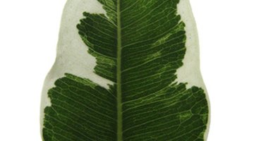 Variegated Ficus benjamina is susceptible to sudden leaf drop in cold drafts.