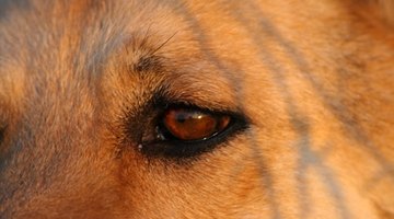 Figs and the ficus plant can cause an eye irritation in your dog.