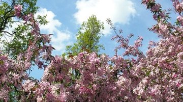 Crepe myrtle Catawba puts on a stunning floral display.