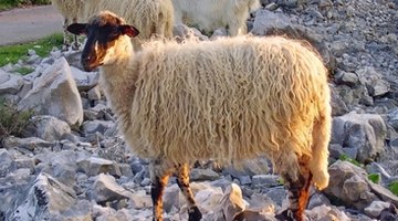 Sheep's wool is long and shaggy on the outside and fluffy beneath.