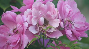 Floribunda roses are valued for their dependable display in the landscape.