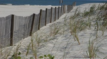 Planting native dune grasses later in the season helps stabilize the dunes that form near the sand fence.