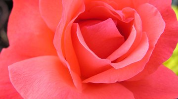 The hybrid tea features large, elegant, single blooms on long cutting stems.